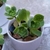 Plantas en diferentes variedades y presentaciones con 1 semana de anticipación - zoehnoe
