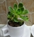 Plantas en diferentes variedades y presentaciones con 1 semana de anticipación - tienda en línea