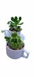 Plantas en diferentes variedades y presentaciones con 1 semana de anticipación