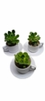 Plantas en diferentes variedades y presentaciones con 1 semana de anticipación - comprar en línea
