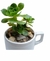 Plantas en diferentes variedades y presentaciones con 1 semana de anticipación en internet
