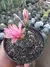 GYMNOCALYCIUM BALDIANUM - FLOR ROSA - Loja Paraiso das Suculentas 