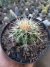 ECHINOCACTUS GRUSONII - POLTRONA DE SOGRA