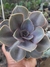 ECHEVERIA PERLE VON NURNBERG