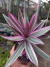 TRADESCANTIA SPATHACEA - ABACAXI ROXO