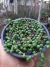 SENECIO ROWLEYANUS - COLAR DE PÉROLAS