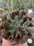 ECHEVERIA DARK VADER na internet