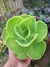 ECHEVERIA MOMOCA - MANDALA CITRUS
