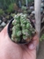 CEREUS WILD CREST
