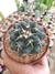 MAMMILLARIA MAGNIMAMMA