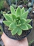 ECHEVERIA AGAVOIDES ESTRELA