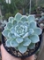ECHEVERIA ELEGANS