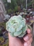 ECHEVERIA GLORIA