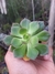 ECHEVERIA MONSTSERRAT