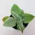 KALANCHOE GASTONIS-BONNIERI (ORELHA DE BURRO)