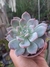 GRAPTOVERIA MILK WAY