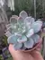 GRAPTOVERIA MILK WAY - comprar online