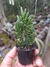 OPUNTIA MONACANTHA - PÊRA ESPINHOSA na internet