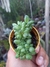PACHYPHYTUM COMPACTUM CRISTATA