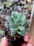 PACHYPHYTUM DR. CORNELIUS