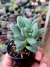 PACHYPHYTUM DR. CORNELIUS