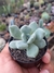 PACHYPHYTUM HOOKERI