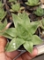 HAWORTHIA CIMBIFORMIS
