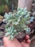 SEDUM CORYNEPHYLLUM (DEDO-DE-MOÇA)