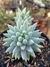 SEDUM NICAEENSE