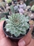SEMPERVIVUM TECTORUM