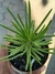 SENECIO BARBETONICOS (Senecio Verde)