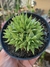 HAWORTHIA MARUMIANA