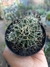 MAMMILLARIA CAMPTOTRICHA - comprar online