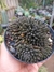SINOCRASSULA YUNNANESIS- OURIÇO
