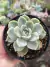 GRAPTOVERIA FANTOME