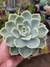 GRAPTOVERIA FANTOME