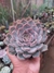 ECHEVERIA ORION na internet