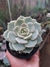 GRAPTOVERIA TITUBANS