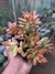 SEDUM NUSSBAUMERIANUM