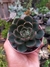 ECHEVERIA AGITA ROSE