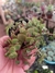 CRASSULA PELLUCIDA MARGINALIS