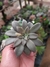 ECHEVERIA CARNICOLOR