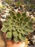 ECHEVERIA AGAVOIDES