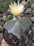 ASTROPHYTUM MYRIOSTIGMA 4K