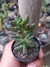 SEDUM RUBROTICTUM (DEDO-DE-MOÇA RUBRO)