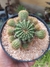 ECHINOPSIS OXYGONA