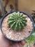 ECHINOPSIS EYRIESII