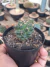 MAMMILLARIA MAGNIMAMMA - comprar online