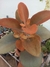 KALANCHOE ORGYALIS - COLHER DE COBRE - comprar online