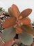 KALANCHOE ORGYALIS - COLHER DE COBRE
